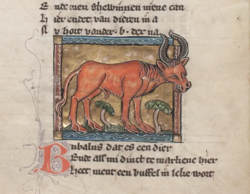 Bull Scripture Bull | Appearances in Scripture | Crusade Bible